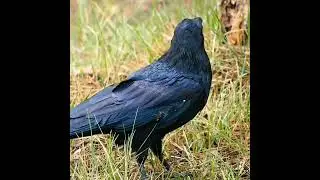 world's smartest Bird 😁😂