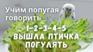 Раз, два, три, четыре, пять, вышла птичка погулять. Учим попугая говорить