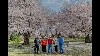 Photographing cherry blossoms on a cloudy day