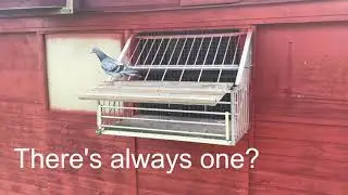 Trapping 2022 There's always one
