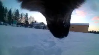 My dog tries out the new action cam!
