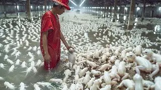 Dejar de Reproducir Animales en Peligro de Extinción