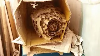 Гнездо Шершней на Балконе , 2018 г