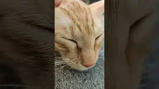 Relaxing Kitty Purrs