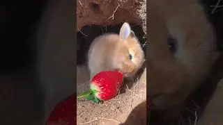 Eating strawberry 