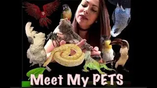 Meet My Pets: House Tour - BIRDS REPTILES ARACHNIDS