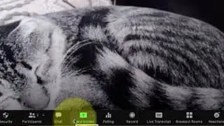 How to Assign a Co-host in an Active Zoom Meeting