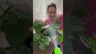 Nikita watering the flower 