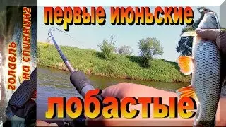 Пришел июнь, на рыбалку плюнь...Не в этот раз. Ловля голавля на спиннинг летом.