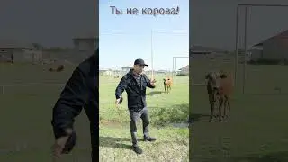 Ты не корова!