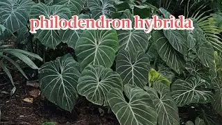 21 JENIS PHILODENDRON SILANGAN YANG HARUS KAMU KETAHUI!!