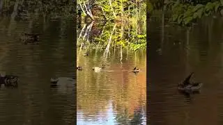 Beautiful Nature - Ducks - Autumn Leaves