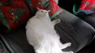Vacuum cleaning our cat