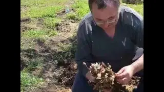 кильчеватор для винограда