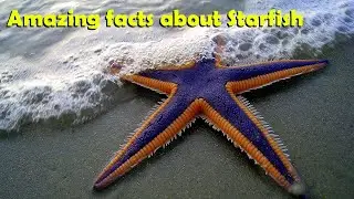 ⭐Amazing facts about Starfish ⭐