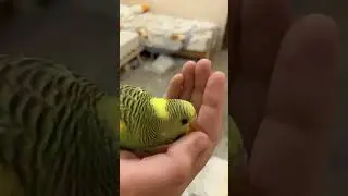 Баксик💞 #попугаи #bird #parrot #cute #милашки #pet