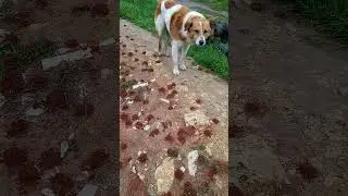 Веселий Мурашник .