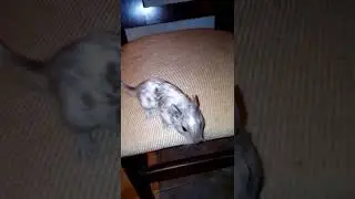 Смешной дегу белка 🐿️🐿️🐿️