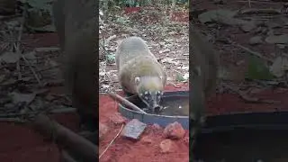quati tomando água