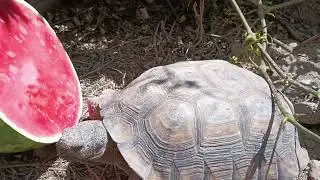Desert tortoises get half a watermelon!