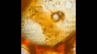 Максимальное приближение кофе