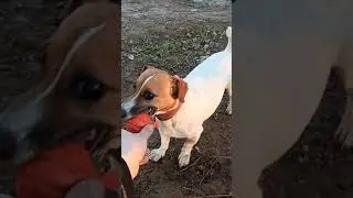 Два Джек рассола играют в мячик.