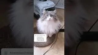 Буханочка пушистая❤️#котовасенька #самаялюбимаякошка