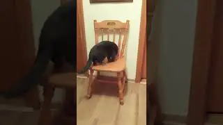 трофей с авито