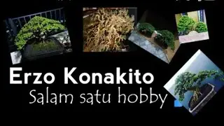 Bonsai