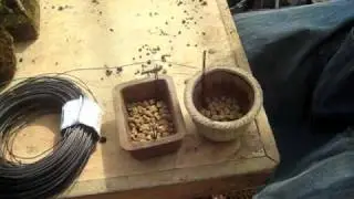 Bonsai 5