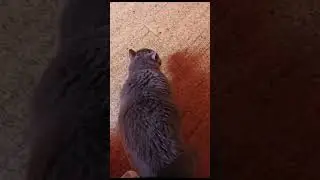 кот жорик обманщик)))
