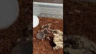 Acanthoscurria geniculata #животные #природа #паук #spider #tarantula #террариум
