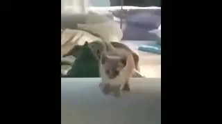 Bonk