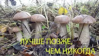 Итоги грибного сезона 2022г