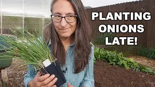 Transplanting Onions