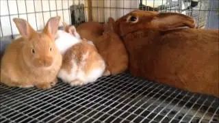 New Zealand Red & Broken Red Universal Update 10/23/15 Lots of baby rabbits kits