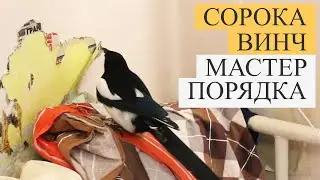 Сорока - суетолог