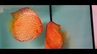 Chen’s albino breeding pars