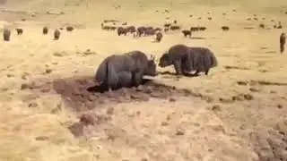 Yak Fight