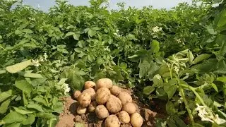 #весна#посадка картофеля (в этом видео я решил показать вам как я делаю посадка картофеля)