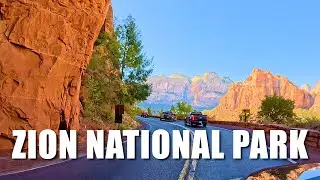 Feeding WILD Dogs and went to ZION National Park