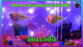 Glofish Tetra
