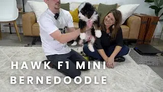 Hawk Our Available F1 Mini Bernedoodle Puppy Here at Mountain Dog Companion!