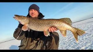 ЩУКИ МОНСТРЫ!!!Ловля Щуки на Рыбинском Водохранилище.