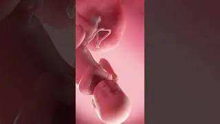 Esse som faz seu bebê dormir em segundos! Feito mágica 😱💤 #somdoutero #graodegente #utero