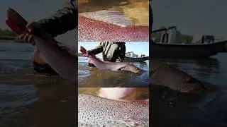 Taimen Fishing in Mongolia - River Wolves