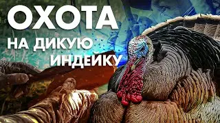 Охота на бронзовую индейку. Практика охоты, много нюансов.....