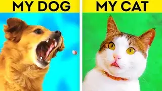 Easy Ways to Make Cute Photos With Your Pets || Useful Gadgets And Hacks For Pet Owners!