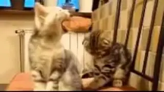 Новые приколы  Котята и падения