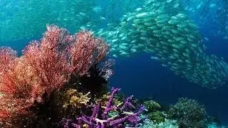 Journey to Egypt - 4K Nature Documentary Film- Trailer